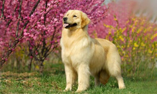 Golden Retriever pups kopen