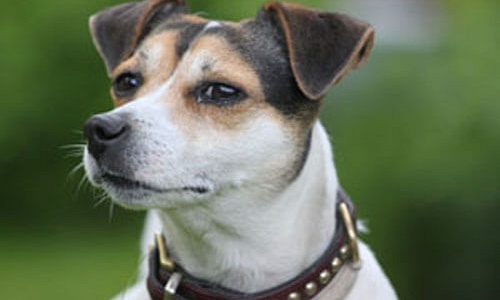 Jack Russell kopen