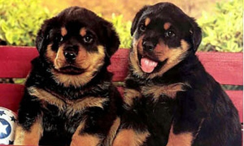Rottweiler pups kopen