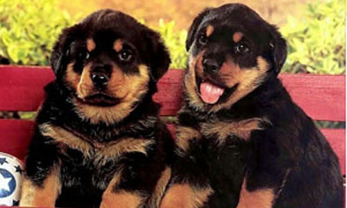 Rottweiler pups kopen