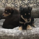pomsky kopen