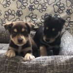 pomsky kopen
