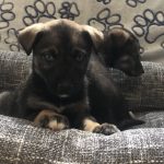 pomsky kopen