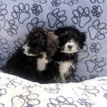 labradoodle kopen