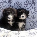 labradoodle kopen