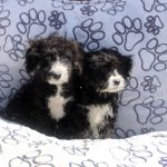 labradoodle kopen