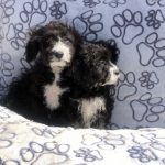labradoodle kopen