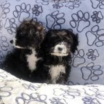 labradoodle kopen