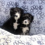 labradoodle kopen