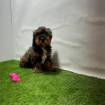 cavapoo kopen