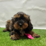 cavapoo kopen