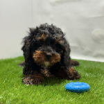 cavapoo kopen