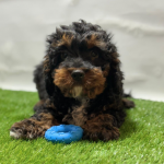 cavapoo kopen