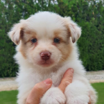 Australische Herder kopen