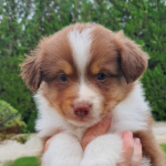 Australische Herder kopen