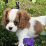cavalier king charles spaniël kopen