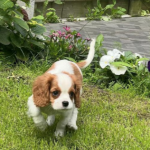 cavalier king charles spaniël kopen