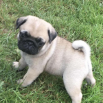 mops mopshond kopen