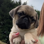 mops mopshond kopen