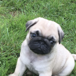 mops mopshond kopen