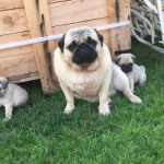 mops mopshond kopen