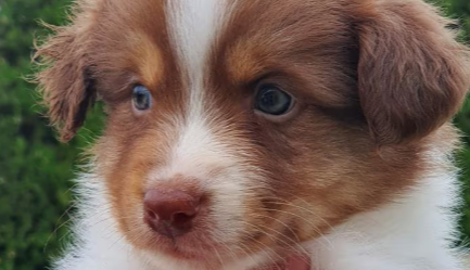 Australische Herder kopen